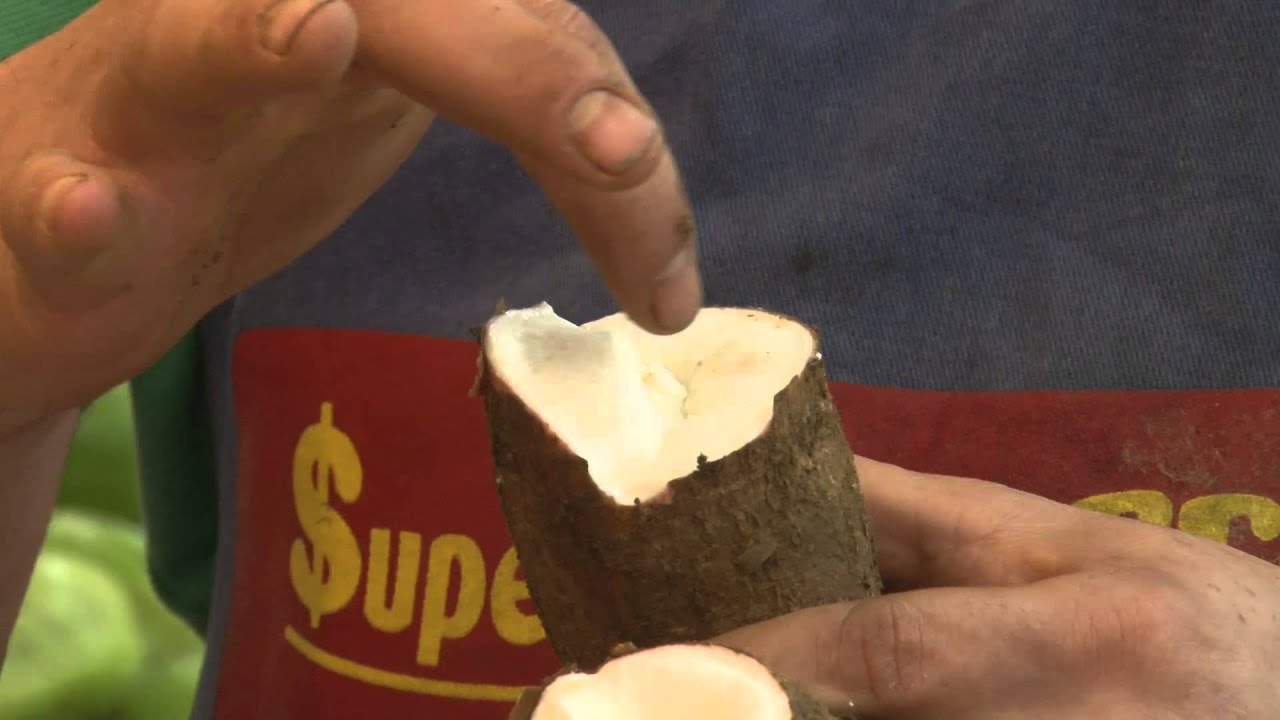 Como comprobar que la yuca está en buen estado.