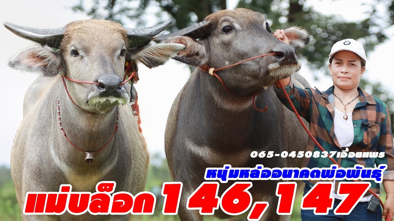 💥เด็ดมาก แม่บล็อก146-147หนุ่มน้อยหล่อๆ 065-0450837เอื้อยแพร บ.โคกหมากมาน อ.โกสุมพิสัย จ.มหาสาคาม