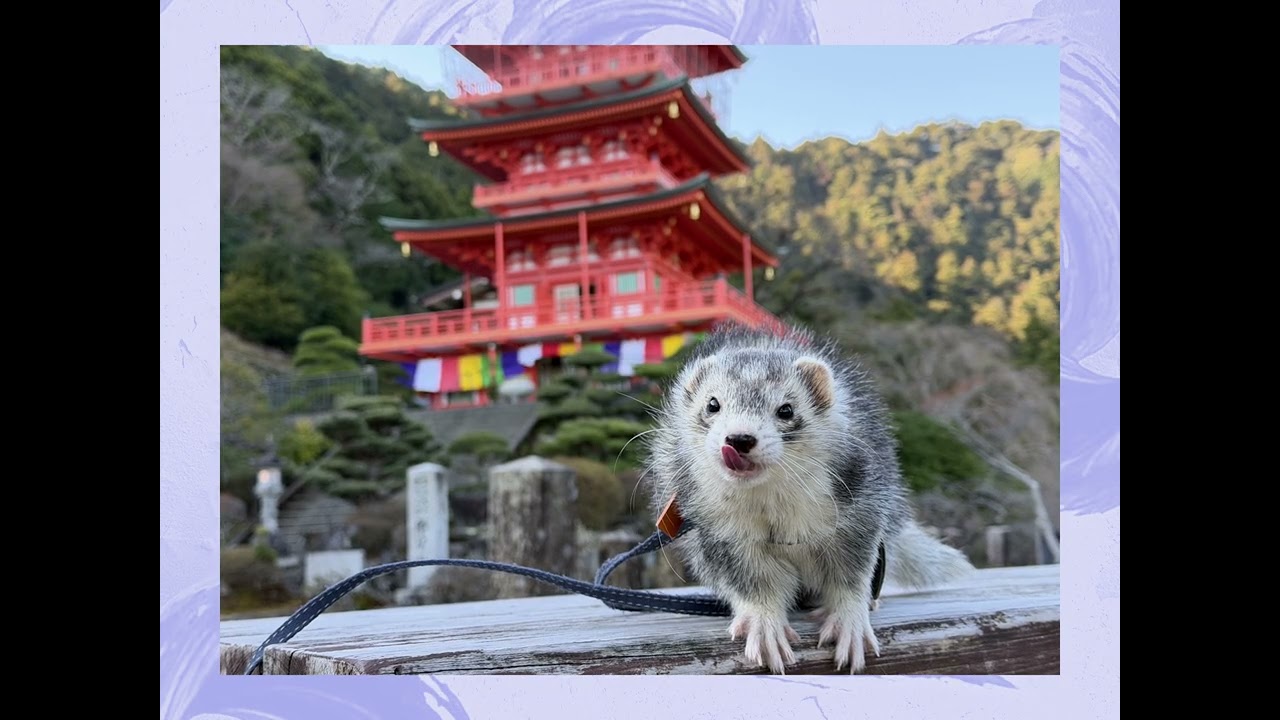 毎年恒例の那智大社、那智滝、橋杭岩へ今年も行ってきました！#ferret #cute #ペレパパブログ #那智の滝 