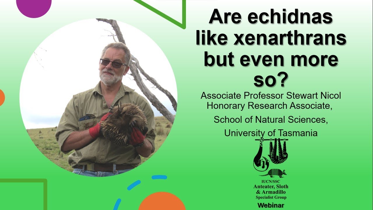 Are echidnas like xenarthrans but even more so?!