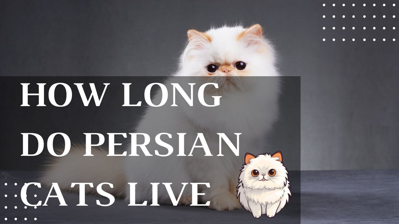 Lifespan of Persian Cats: Factors that influence the longevity