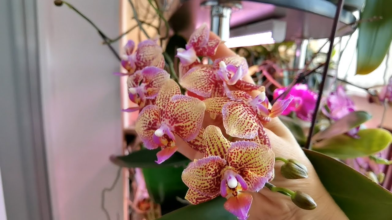 По орхидеям | У Симы приступ Держу на земле как могу