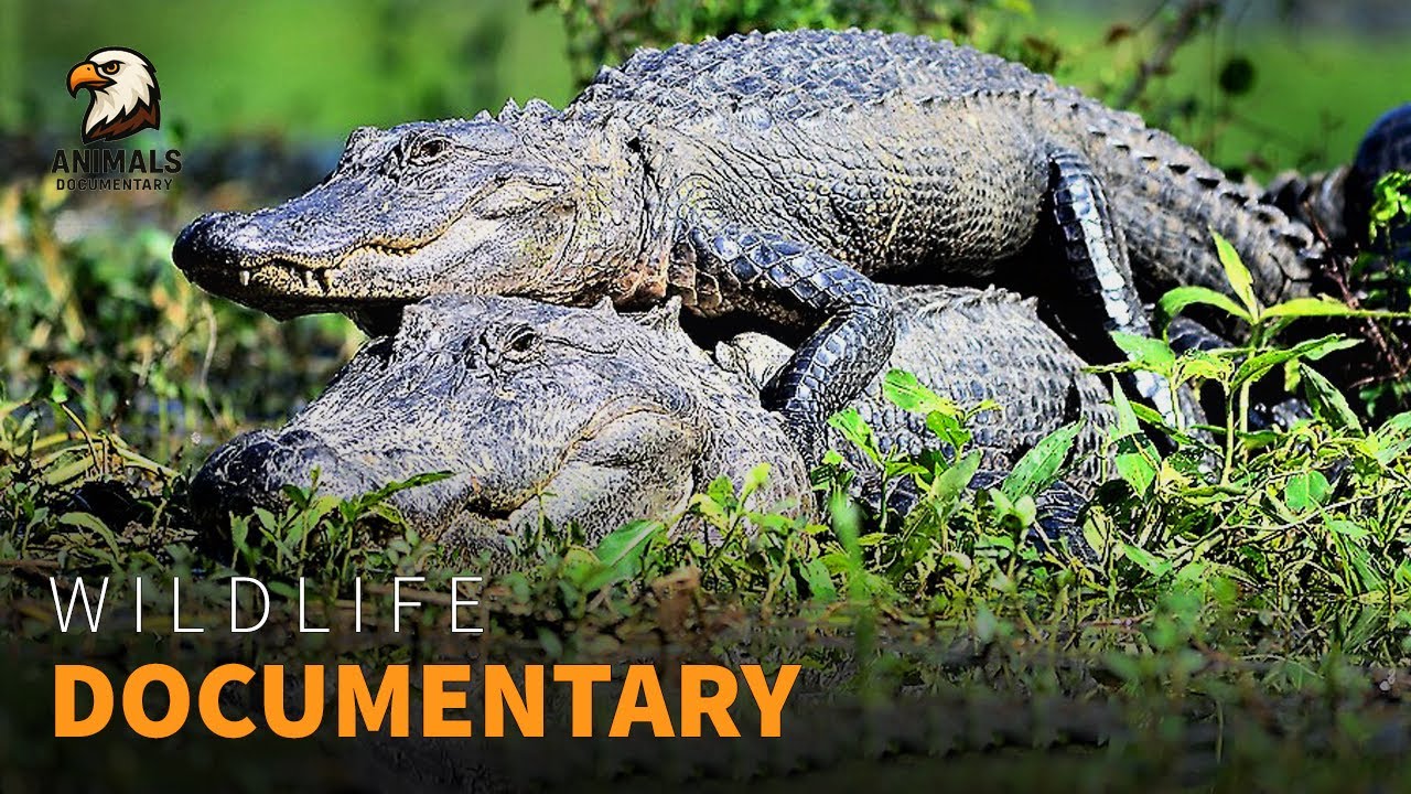 Alligator Mating Rituals Secrets Revealed | Wildlife Documentary