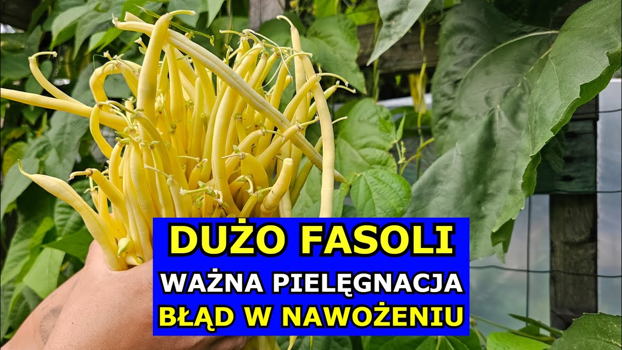 Chcesz mieć DUŻO FASOLI - Ważna Pielęgnacja. Błędy Nawożenie Fasola szparagowa Karłowa Tyczna Uprawa