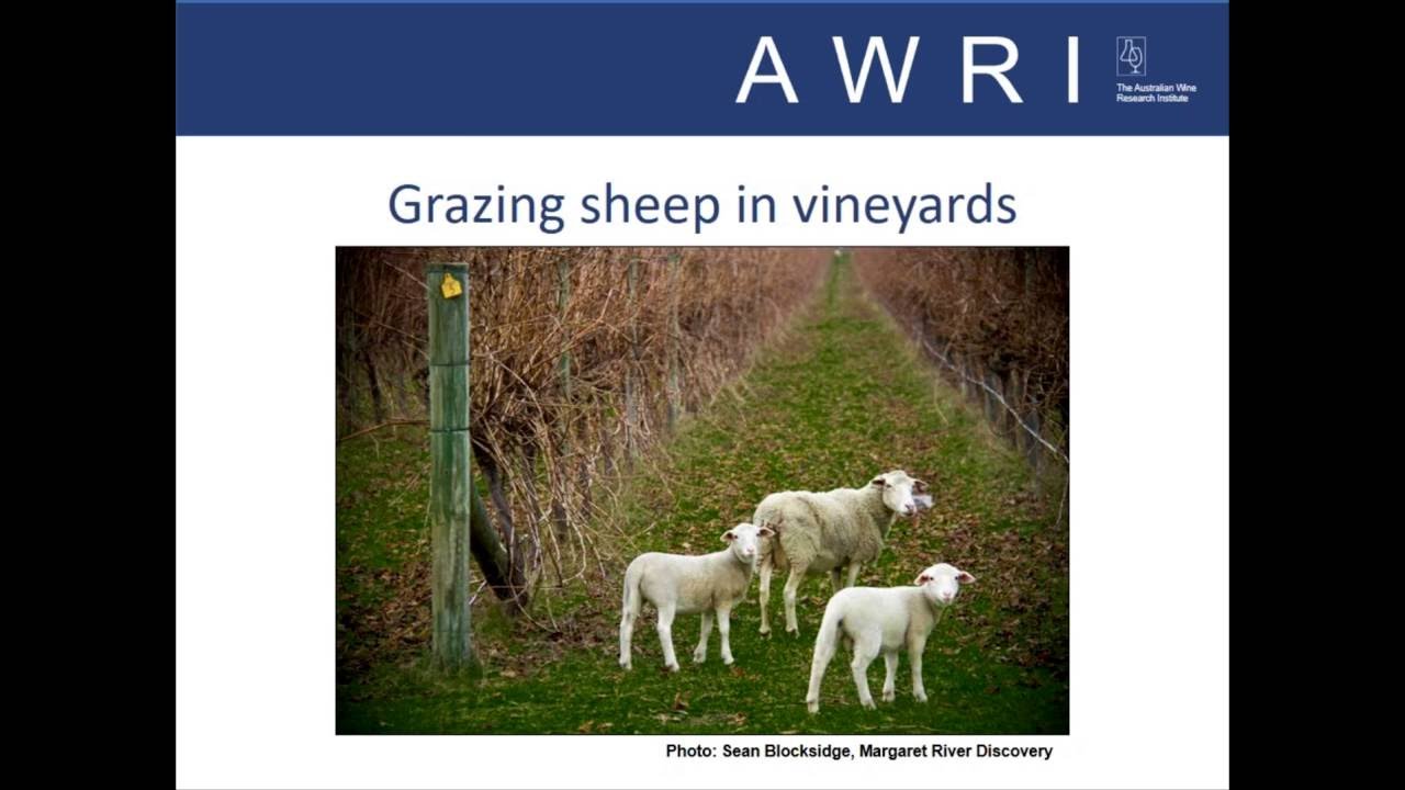 Grazing sheep in vineyards