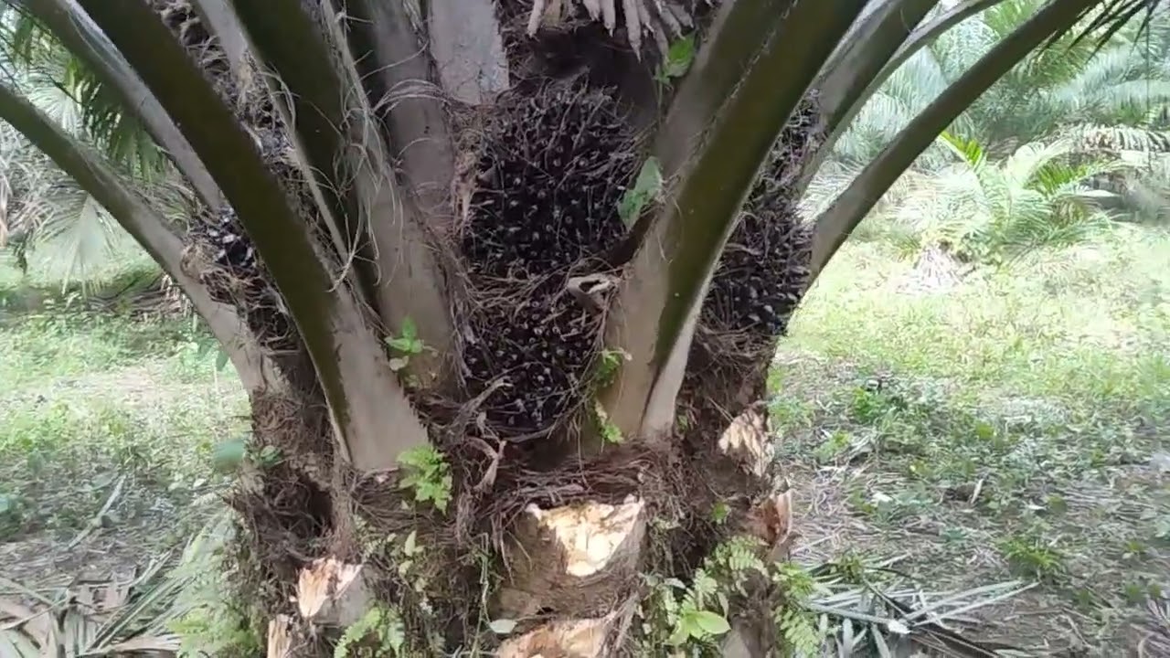 NPK campur Urea, ini yang terjadi, jangan salah memahami, Supaya Tidak Rugi