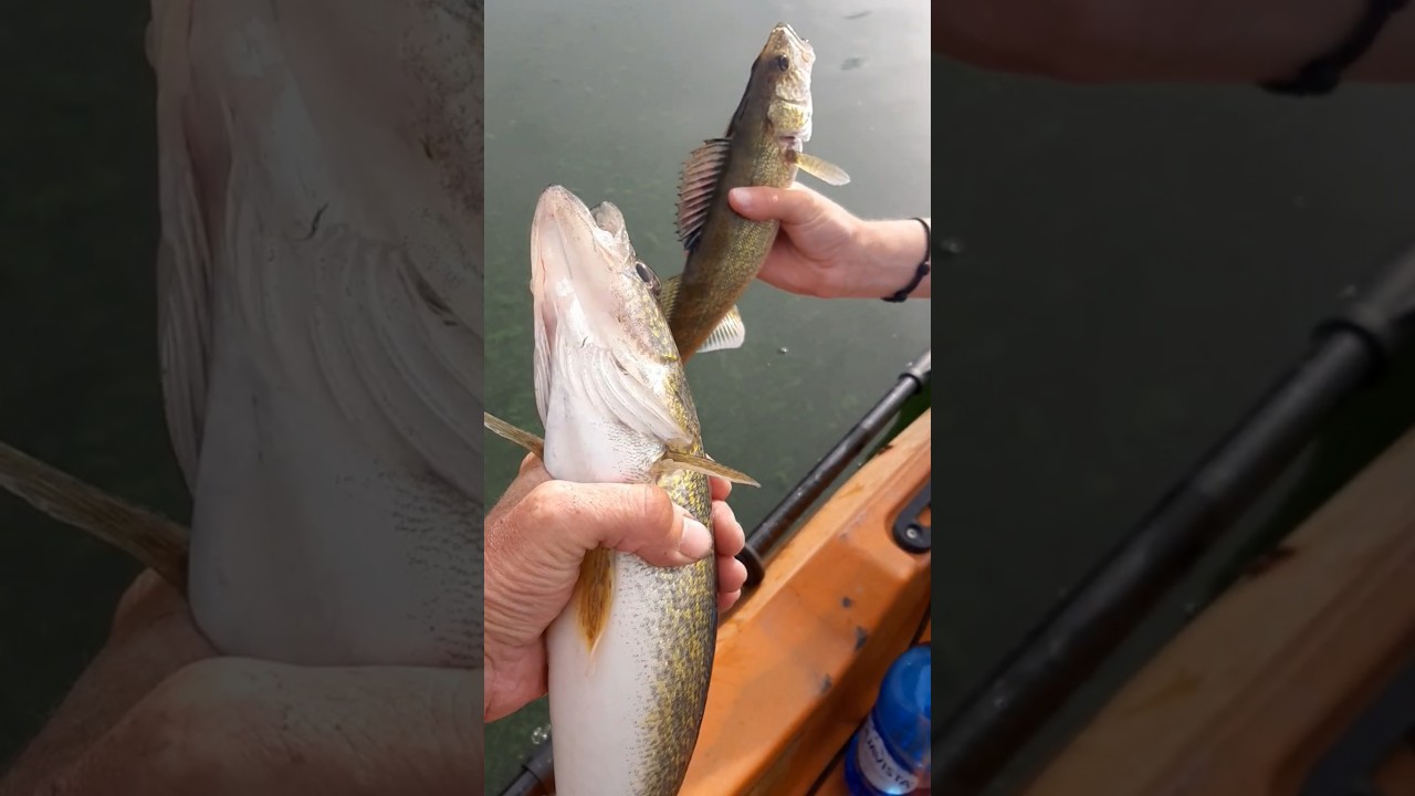 Double Trouble fish Head Assassin Fishing #fishheadassassin #fishing