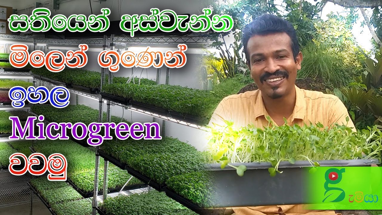 71 සතියෙන් සුපිරිම කෑමක් - ගානත් සැරයි - ගුණෙනුත් උපරිමයි how to grow micro greens - sri lanka
