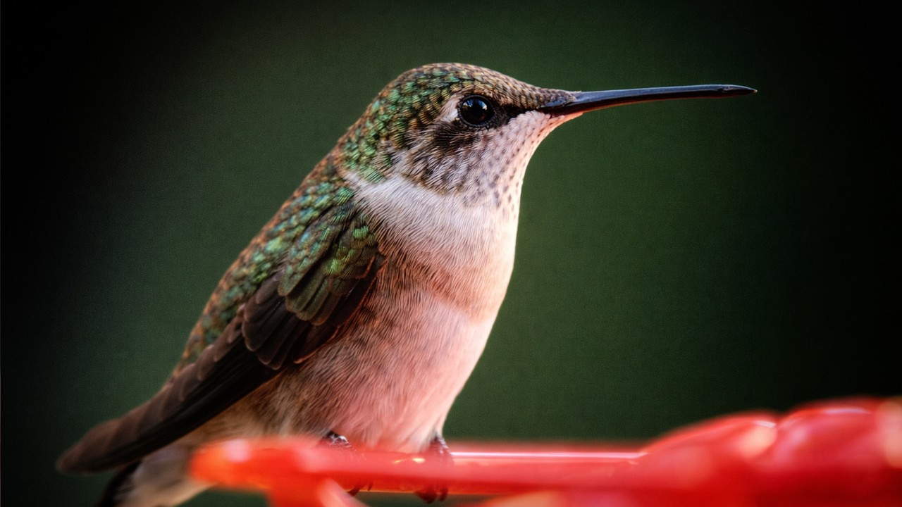 The Quiet Hummingbird Garden |  静かなハチドリの庭  🐦🌸