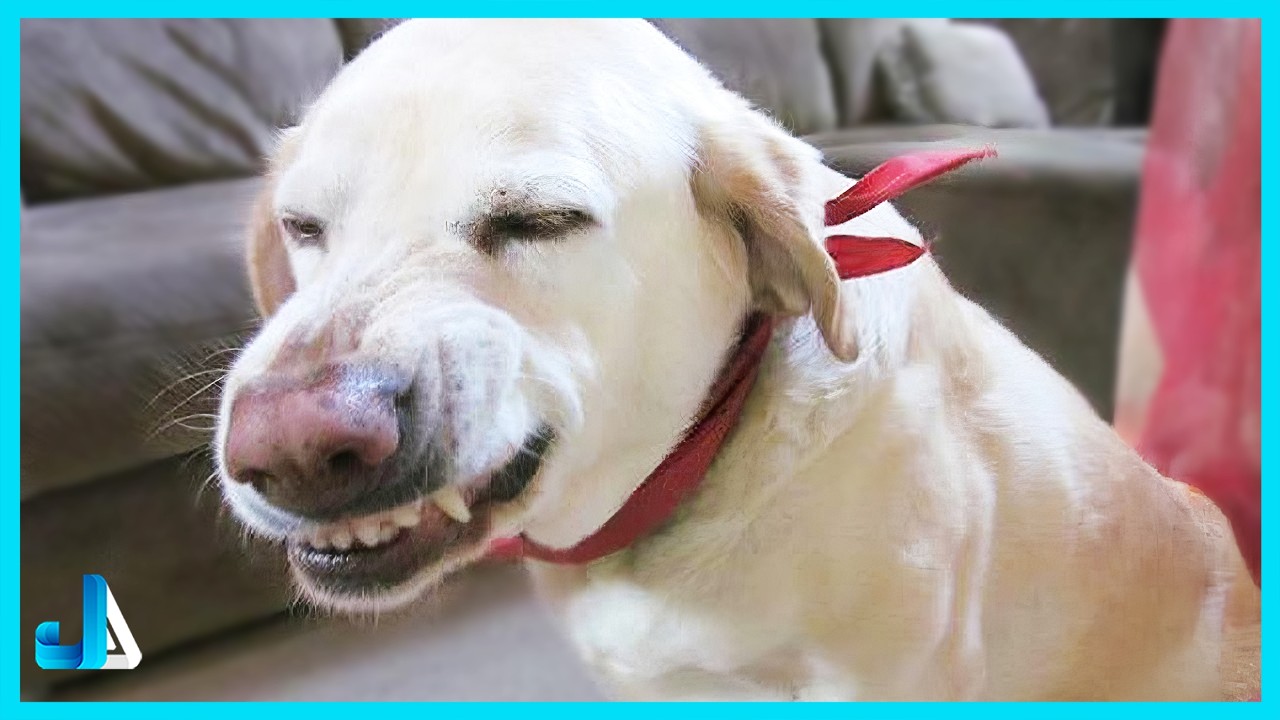 🐾 Dramatic Dogs Being Extra 😂 | Funny Dog Videos