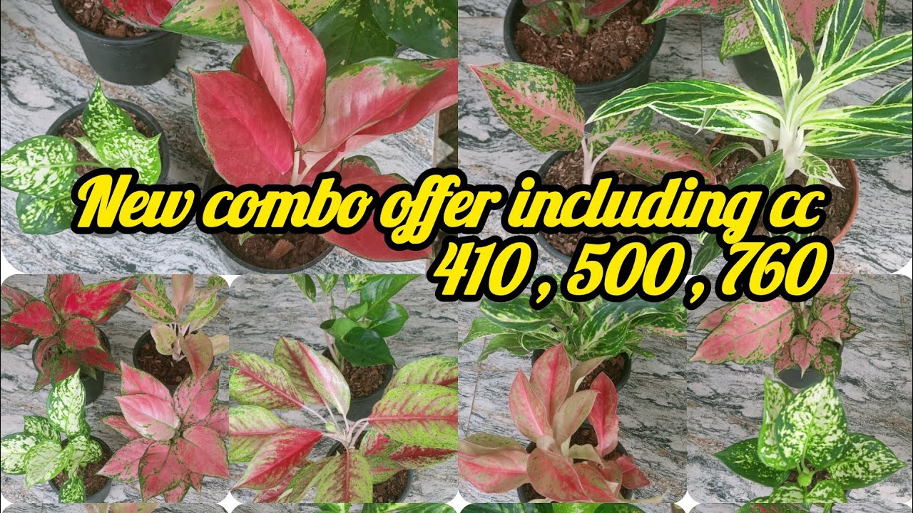 Aglaonema combo including cc 410,500,760 contact no 7558048200