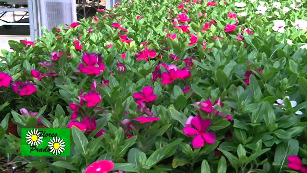 Plantas de sol y plantas de sombra