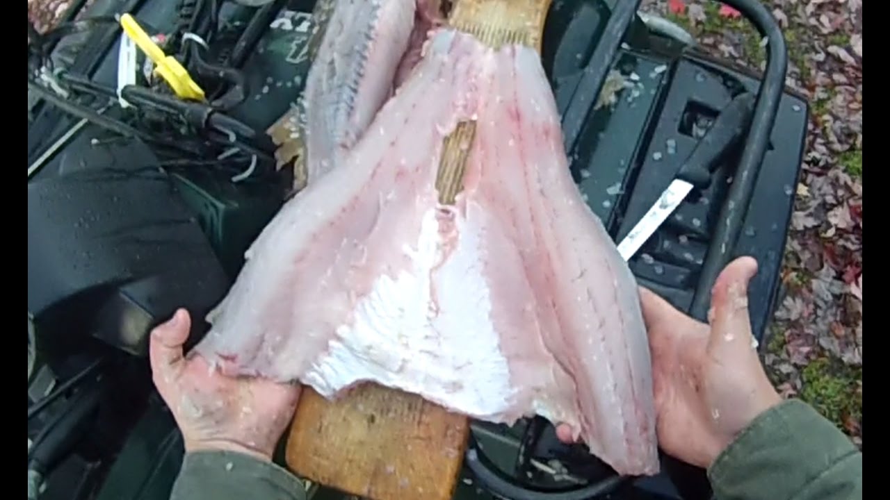 How To #10: Butterfly Fillet A Walleye (Regular Fillet Knife)