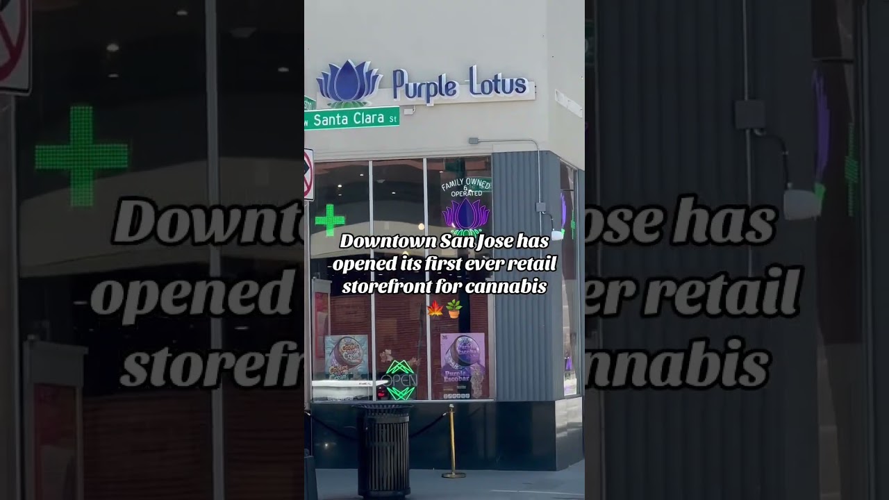 Big News 🚨Purple Lotus 🪷 The first cannabis store in Downtown San Jose🤯#cannabis #smoke #sanjose