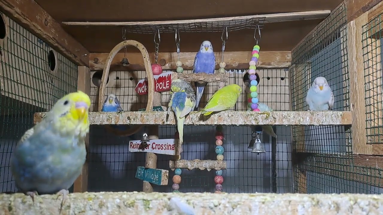 New Moments with Parrots