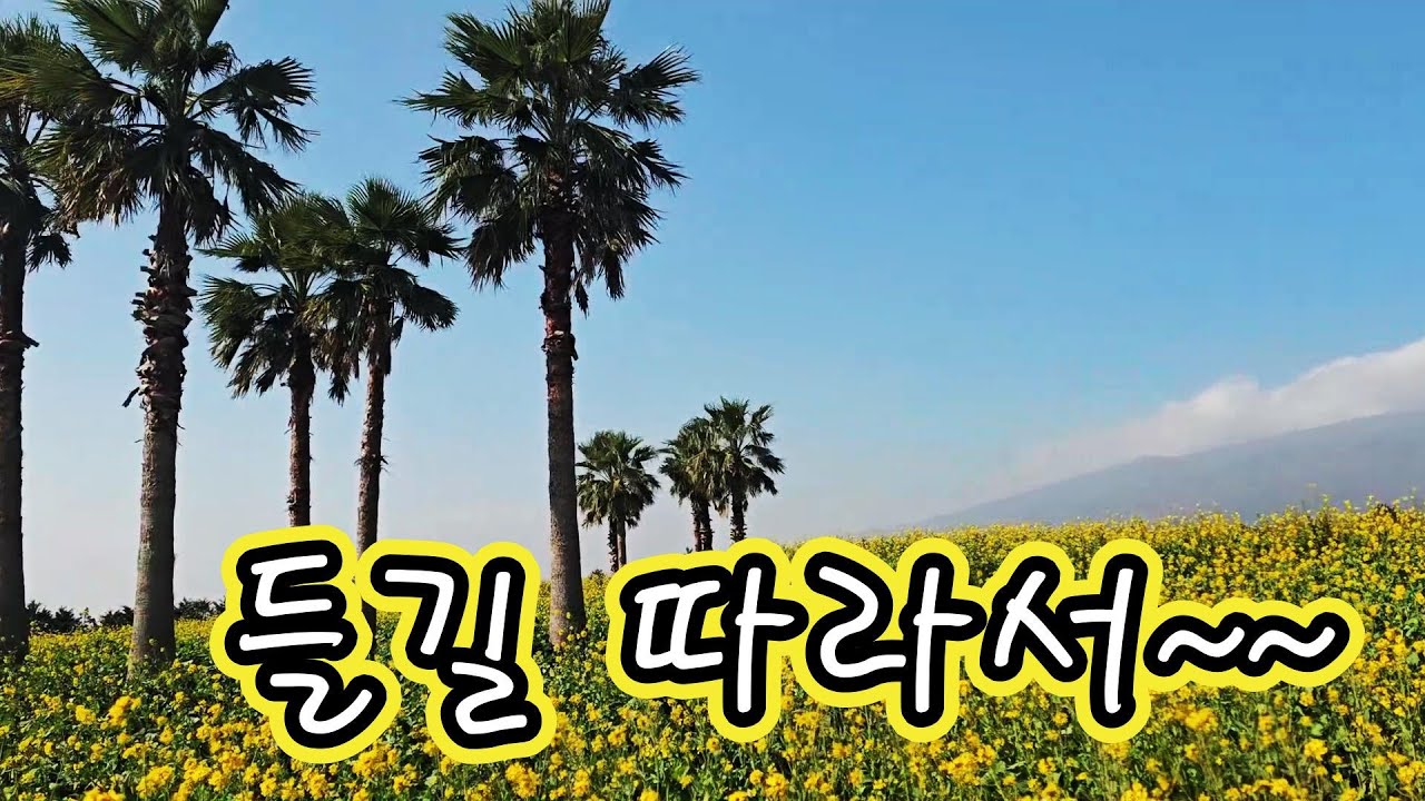 🌼2월봄맞이♡들길따라서~ 서귀포유채꽃이 한라산을 배경으로 펼쳐진 풍경을 보며  이 노래를 부르고 있었다!  76년발표~ 내나이 19살😘 #7080노래, #양희은, #서귀포유채꽃, 
