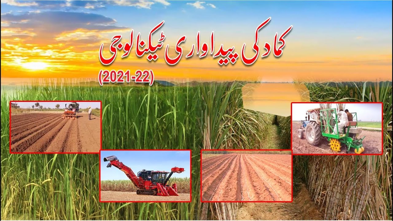 Sugarcane Documentary 2021-22