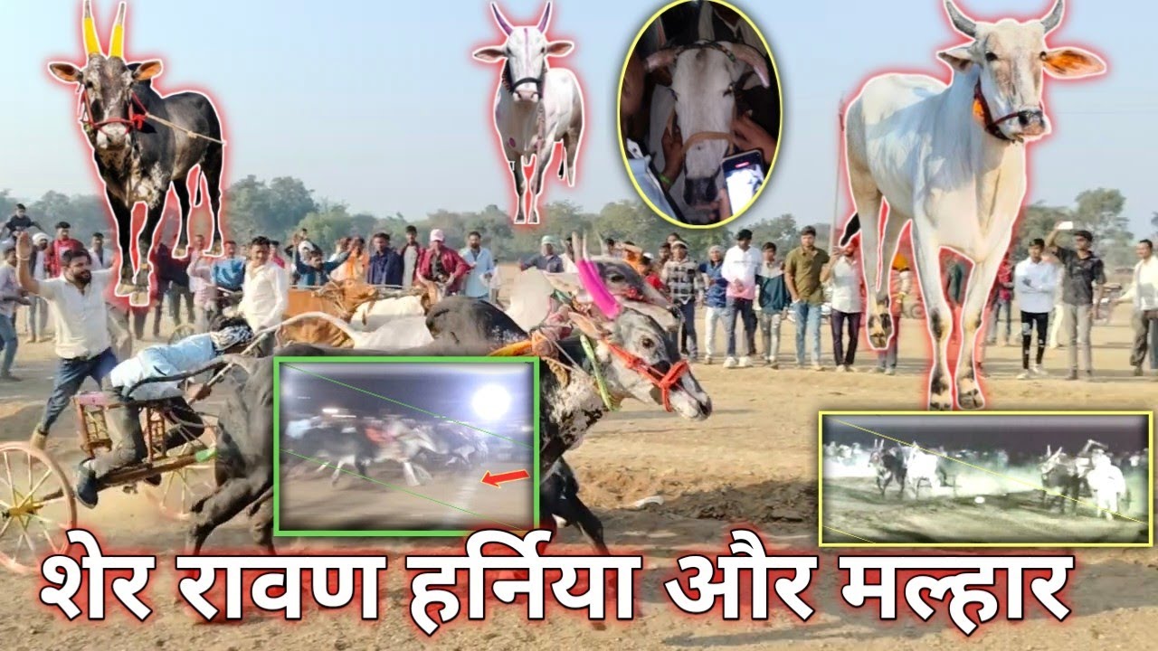 Kisne Shera ki jod ko kata tha 🦬🦬🦬#cow 