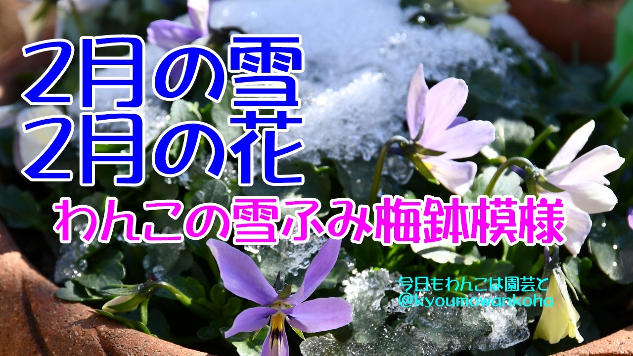 2月の雪2月の花わんこの雪ふみ梅鉢模様2026.2.8今日もわんこは園芸と