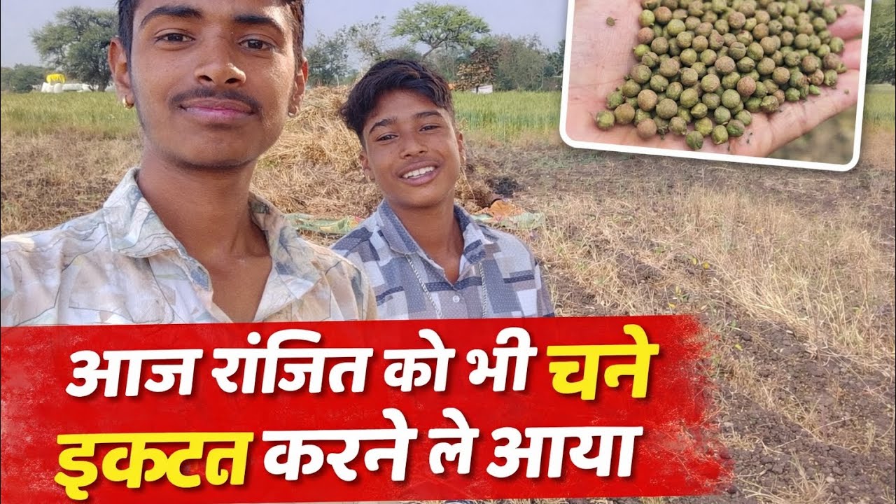 आज रंजित को भी चने इकट्ठा करने ले आया #arjunvlogs0 