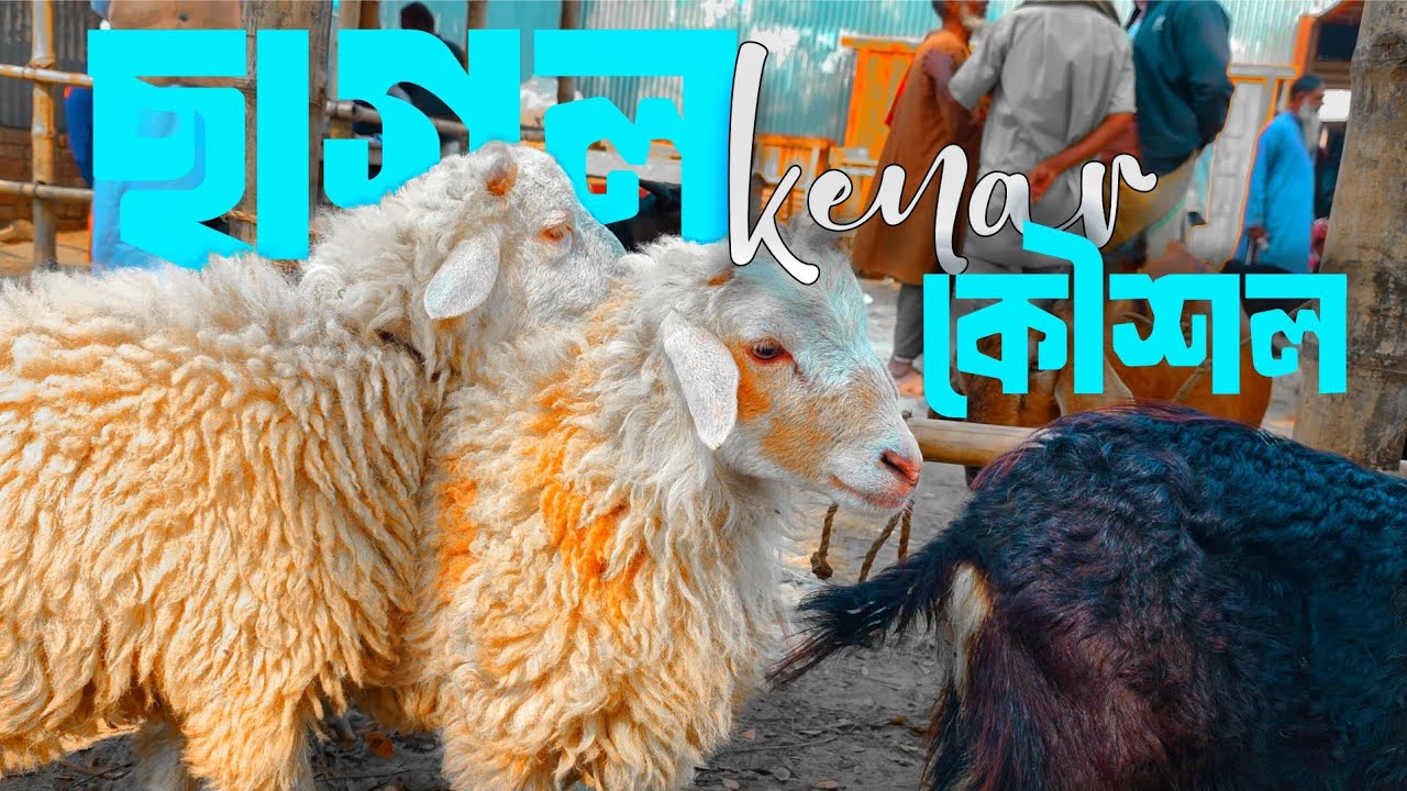 ছাগল কেনার কৌশল ১০ দিনে ১০ টা ছাগল