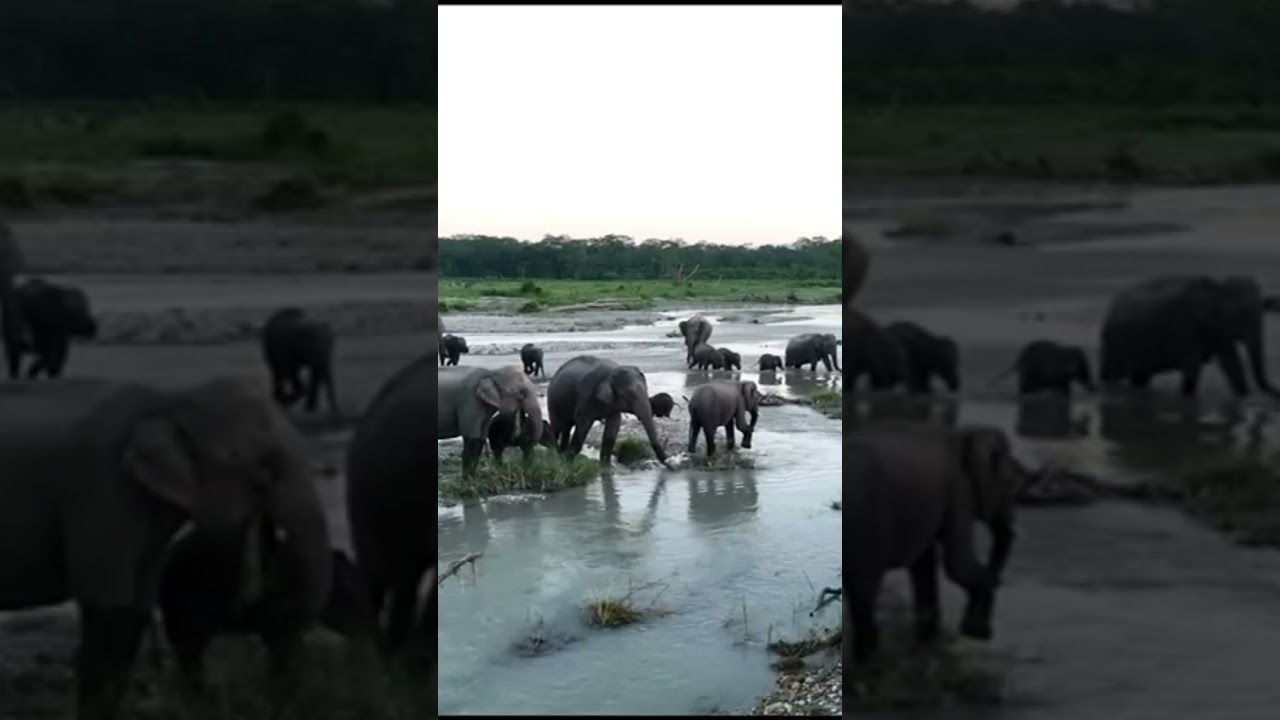 Elephant Herd (with Baby) Struggles in North Bengal Floods | #flooddooars #Dooars @MRPEACE_INDIA