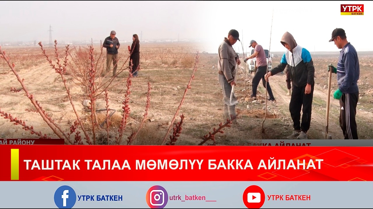 ТАШТАК ТАЛАА МӨМӨЛҮҮ БАККА АЙЛАНАТ