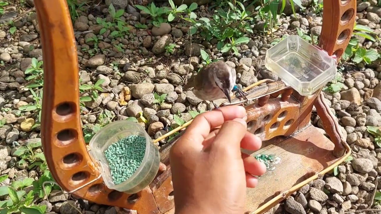 Kita riview burung peliharaan yang ada di rumah bos‼️