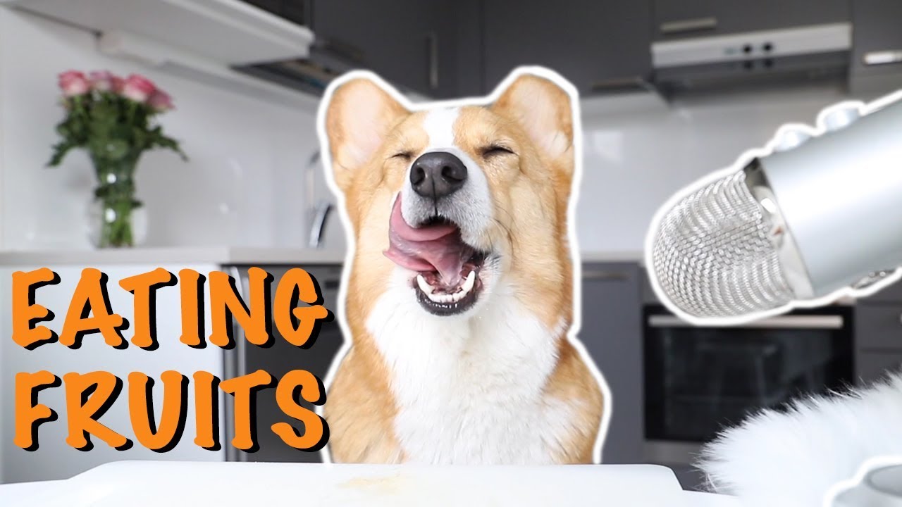 ASMR DOG TASTING FRUITS - Topi the Corgi