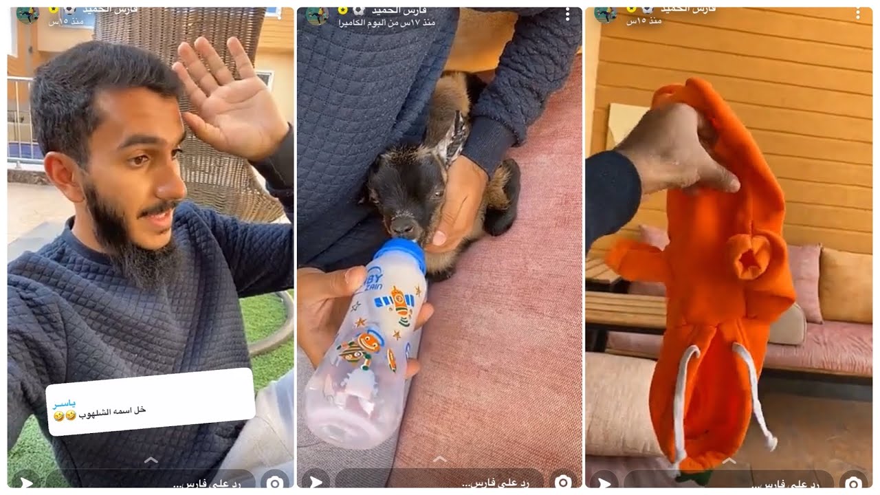 الماعز القزم 🐐 سنابات فارس الحميد | 1442/6/3