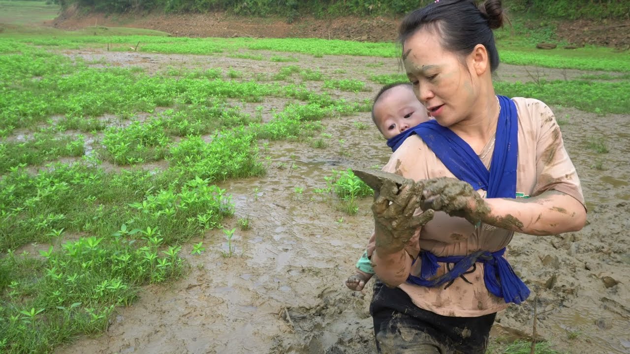 Harvesting A Lot Of Mussels Underneath The Mud Go To Market Sell -ly tieu ly -single mother