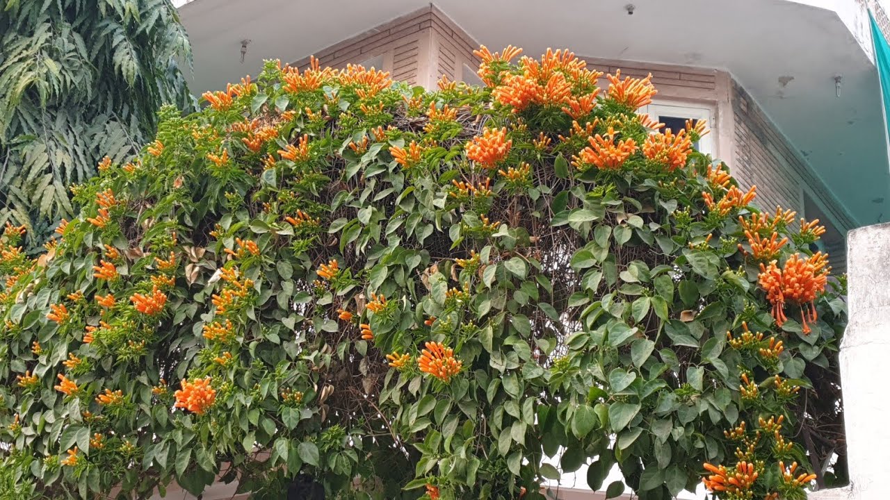 Propagation of Flame Vine/ Bignonia Vista || How to Grow Flame Vine by Layering || Fun Gardening