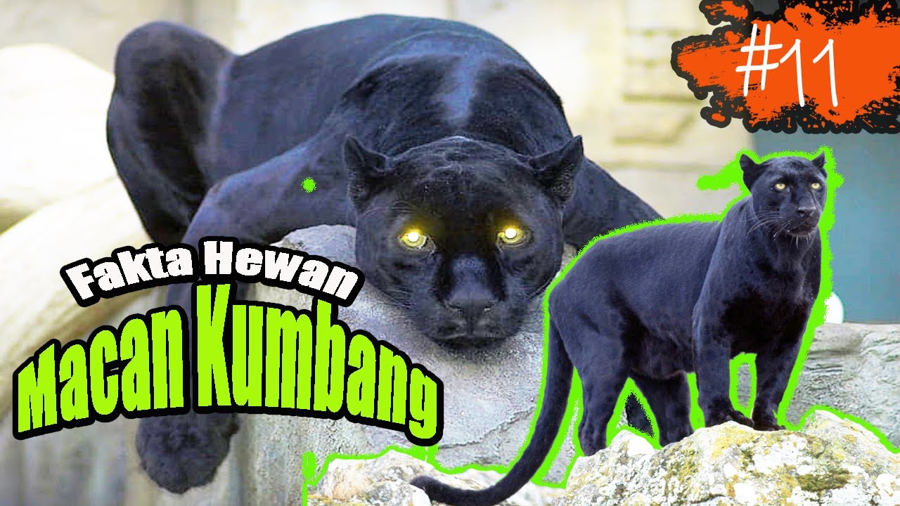 MACAN KUMBANG | BLACK PANTHER | 5 FAKTA UNIK TENTANG MACAN KUMBANG