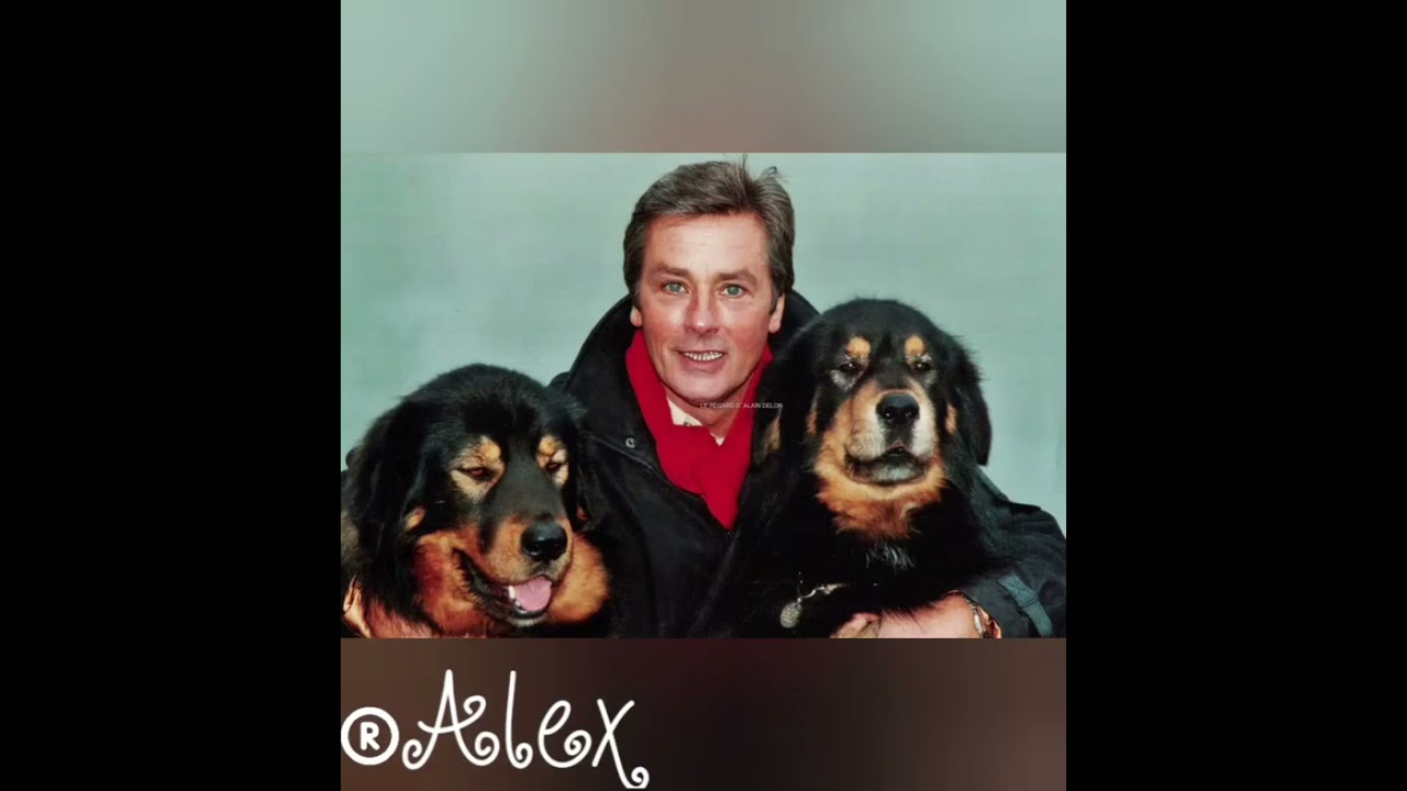 Alain Delon «Эхо любви» Анна Герман    #alain #alaindelon #delon #ален #аленделон #делон