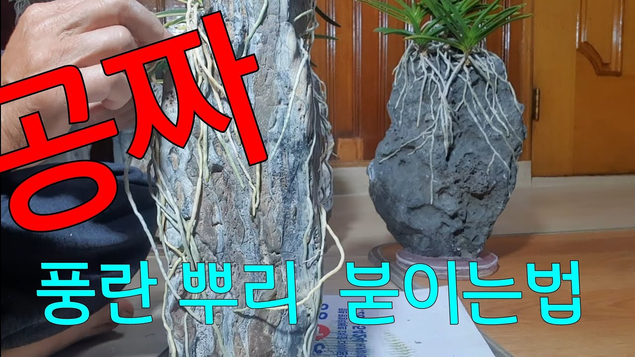 공짜로 보여줍니다 풍란 석부작뿌리 멋있게 하는요령