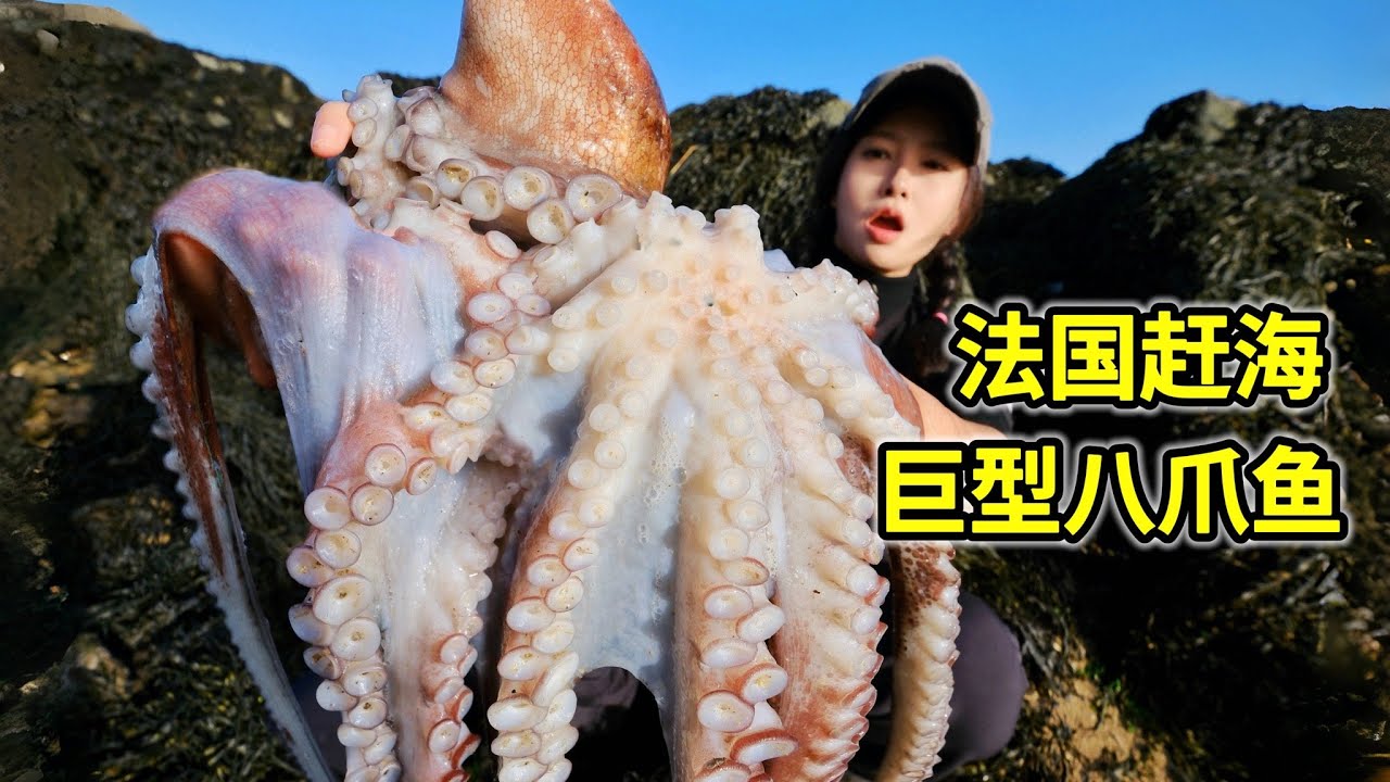 法国赶海抓巨型八爪鱼，海洞掏大螃蟹，做辣炒海鲜解馋！| 赶海 | 法国 | 八爪鱼 | 章鱼 | 螃蟹 | 布列塔尼 |
