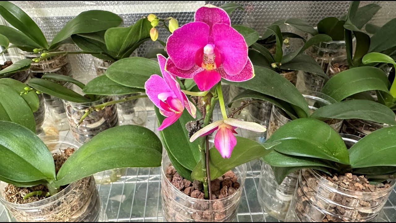 给蝴蝶兰换盆出现烂根服盆慢，原来是这3点在做怪！（阿涛养花228期）