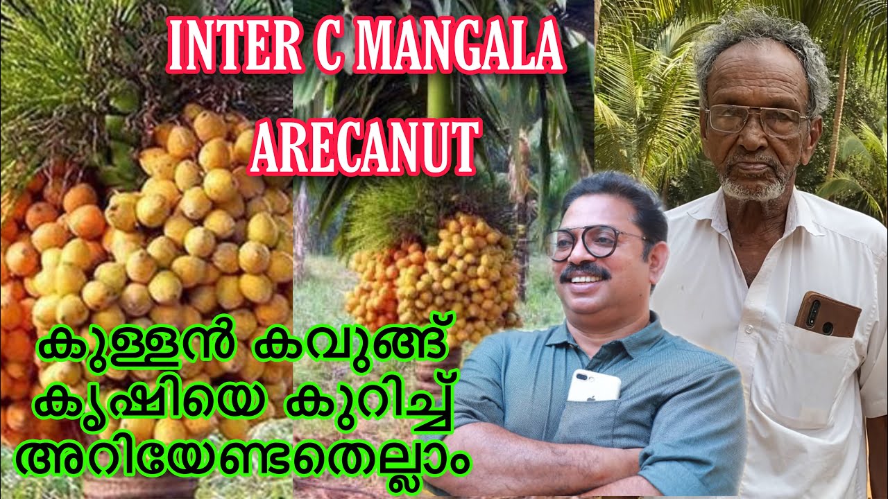 INTER C MANGALA  ARECANUT detailed video . കുള്ളൻ കവുങ്ങു കൃഷിയിൽ അറിഞ്ഞിരികേണ്ട  കാര്യങ്ങൾ