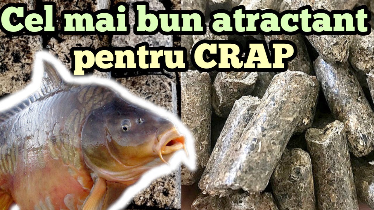 Cel mai bun atractant/nadă pentru Crap! - șrotul de floarea soarelui