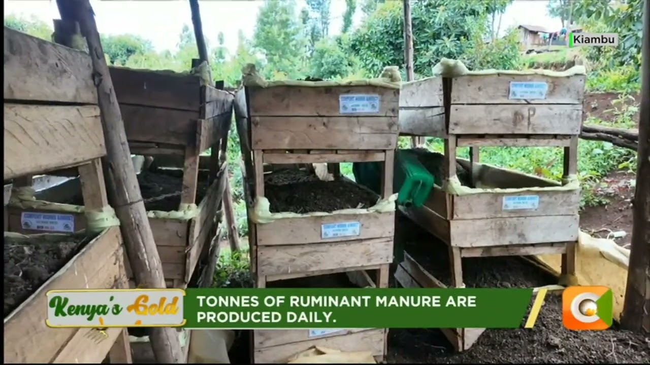 Kenya's Gold | Improving the structure of the soil - Gold Feature