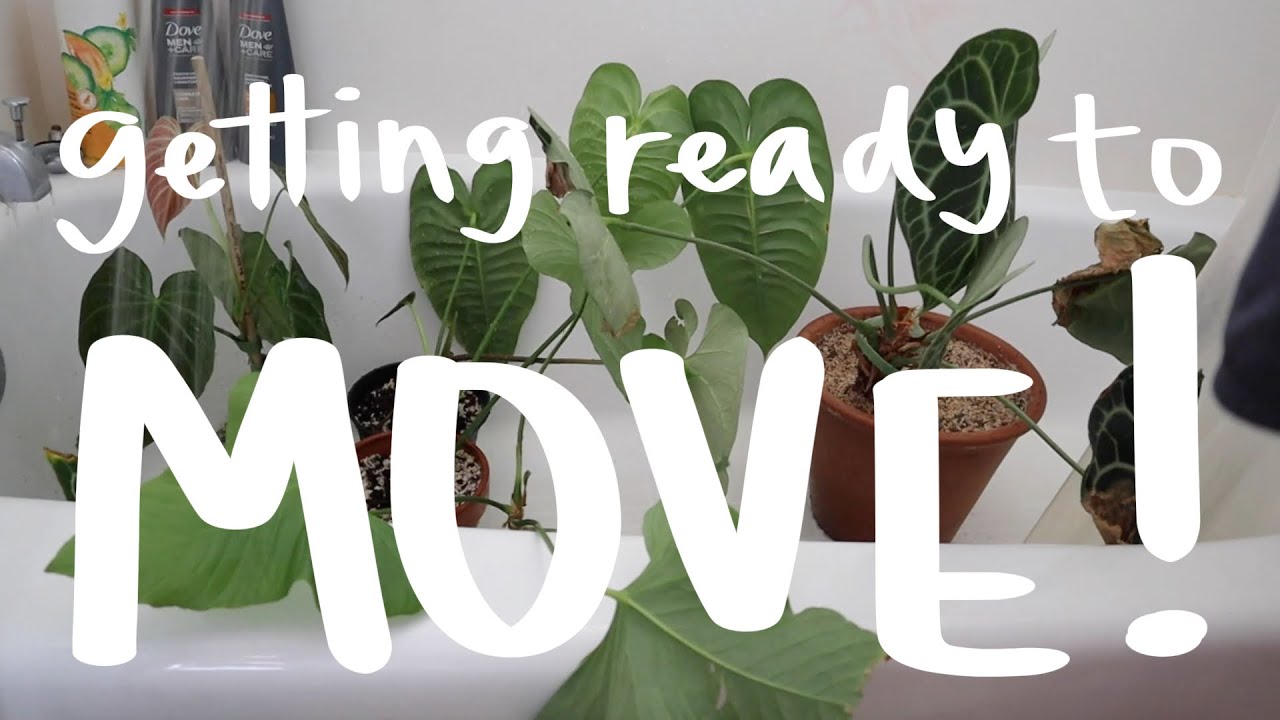 Getting My Plants Ready for a Cross-Country Move! 🌿
