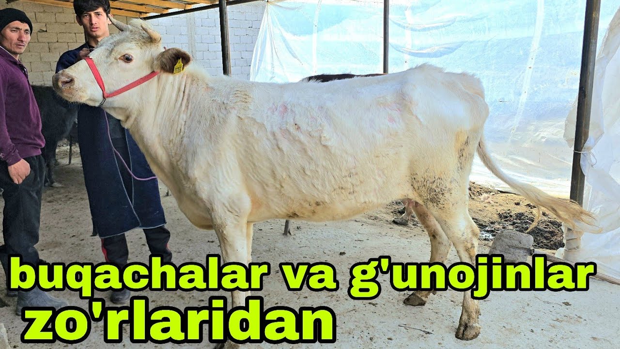 Iskandar ukamizdan yangi partiya Yosh buqachalar va buqaga tayyor g'unojinlar.15 марта 2026 г.