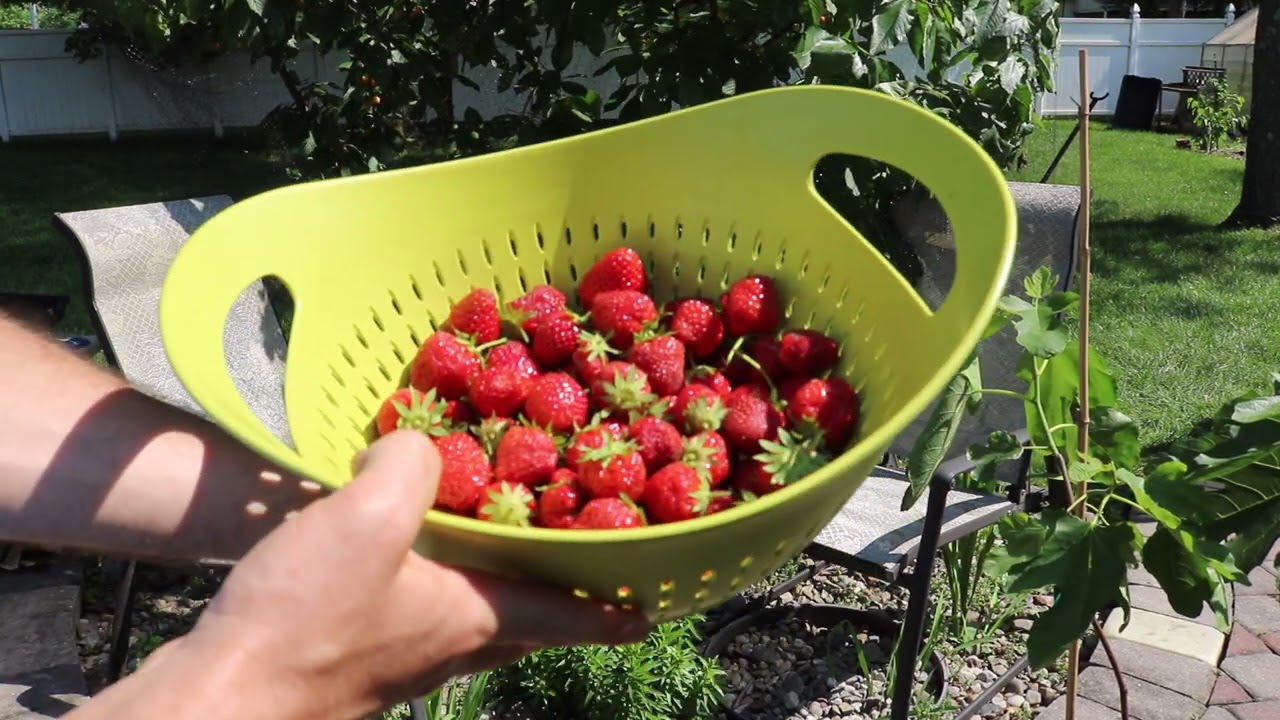 Two of my Favorite Strawberry Varieties w/ Tasting