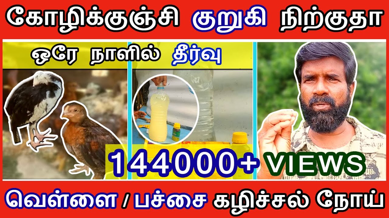 கோழிக்குஞ்சி குறுகி நிற்குதா | ஒரே நாளில் தீர்வு | RANIKHET DISEASE | TAMIL | GUNA NATTUKOZHI PANNAI