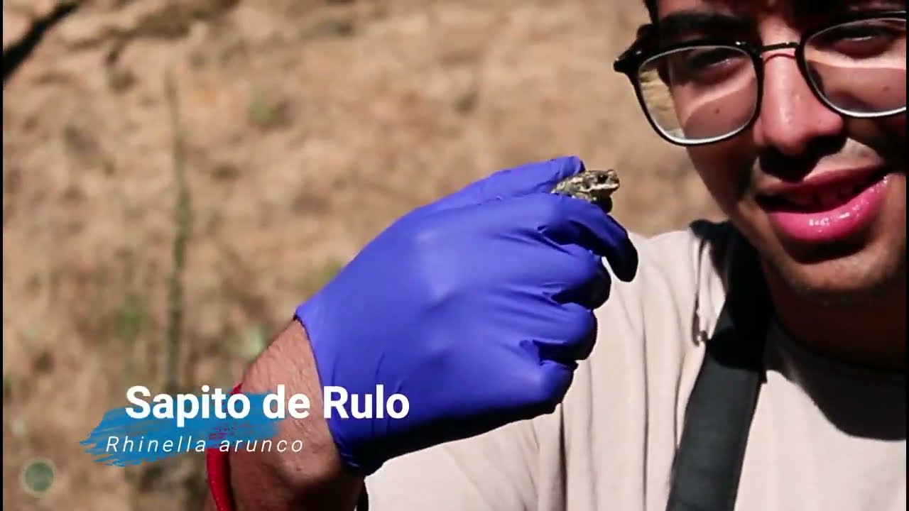 Sapo de Rulo, Rhinella arunco. Algunas características