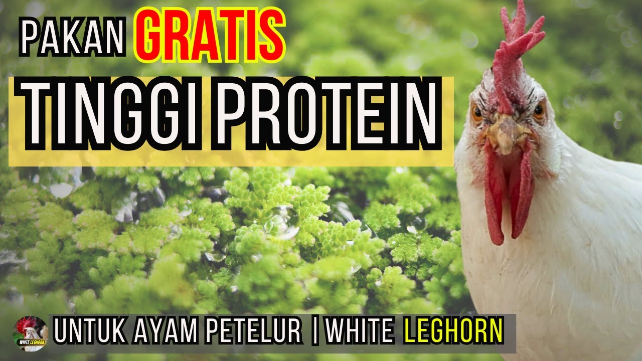 PAKAN PROTEIN TINGGI GRATIS ‼️ UNTUK AYAM PETELUR WHITE LEGHORN #ayampetelur #ternakayam #azolla