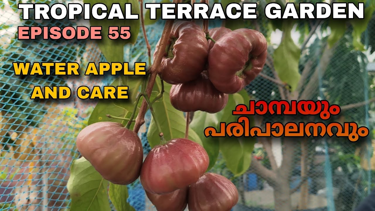 Episode 55 | ചാമ്പയും പരിപാലനവും | Water Apple and Care