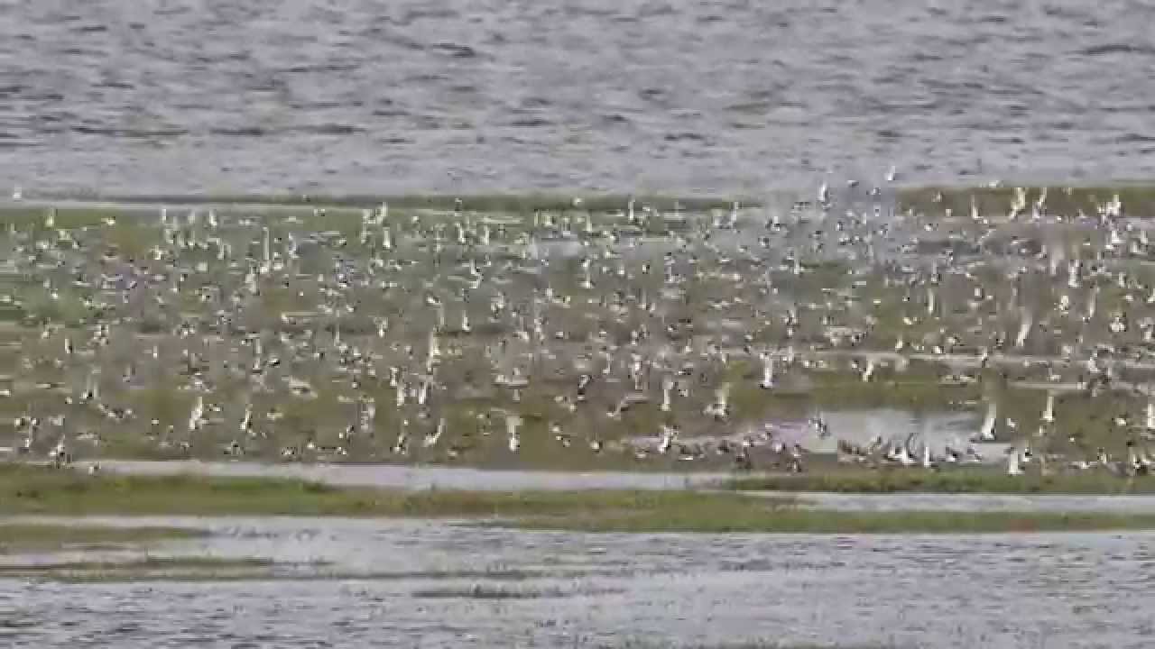 Waders In Flight, Ribble Estuary National Nature Reserve.