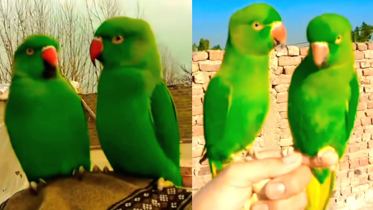 Most Amazing Parrots | beautiful Parrots video | colourful birds, nature bird sound 