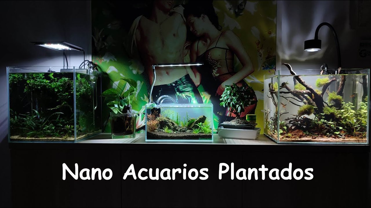 Nano Acuarios Plantados: Una Excelente Elección para iniciarse en el mundo del Acuario Plantado
